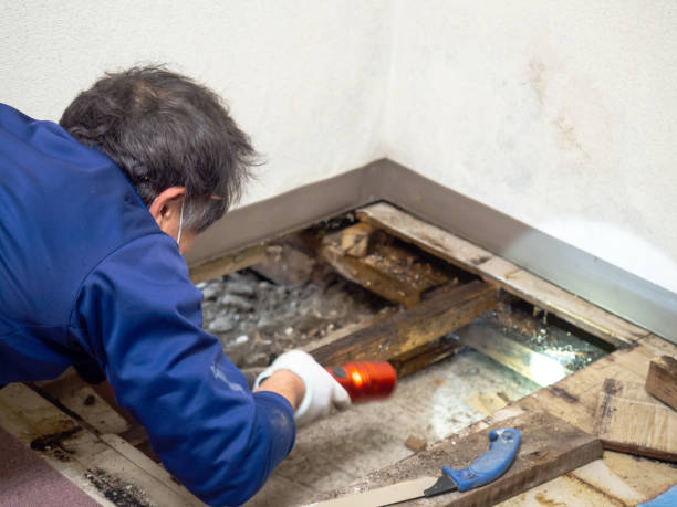 Best Toxic Mold Removal  in Pine Mountain Clu, CA