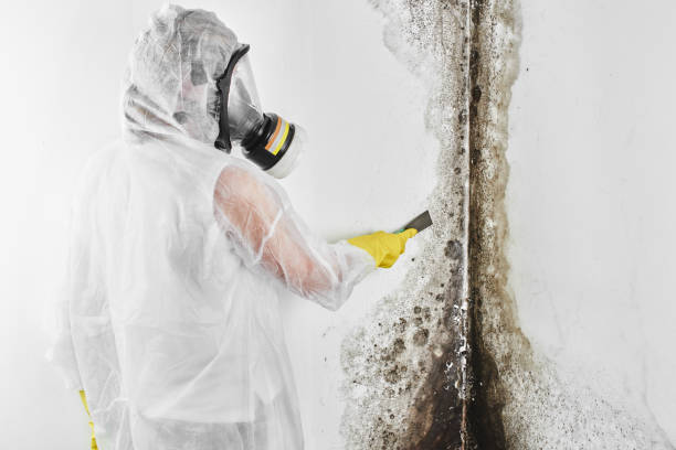 Best Emergency Mold Removal  in Pine Mountain Clu, CA