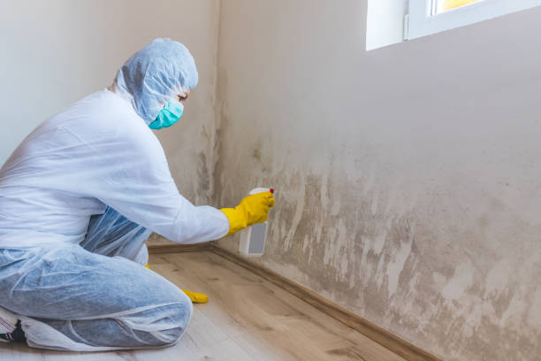 Best Mold Damage Repair  in Pine Mountain Clu, CA