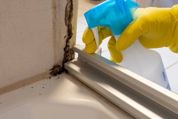 Mold Removal Process in Pine Mountain Clu, CA
