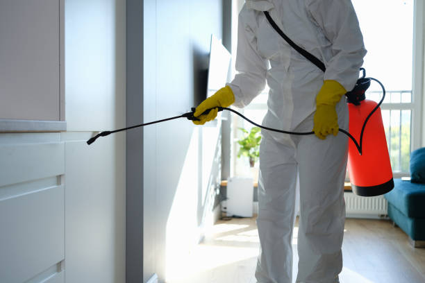 Best Fast Mold Removal  in Pine Mountain Clu, CA