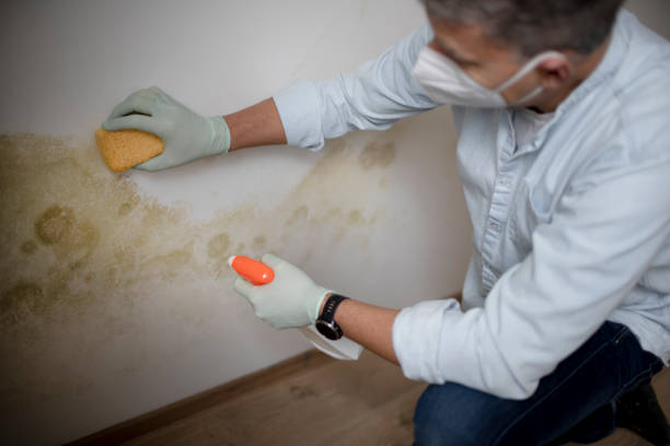 Best Mold Removal Near Me  in Pine Mountain Clu, CA