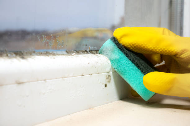 Best Local Mold Removal Service  in Pine Mountain Clu, CA
