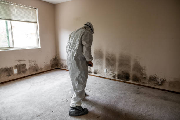 Trusted Pine Mountain Clu, CA Mold Removal Experts