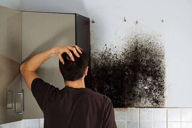 Reliable Pine Mountain Clu, CA Mold Removal Solutions