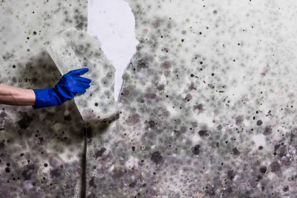 Best Best Mold Removal Companies  in Pine Mountain Clu, CA