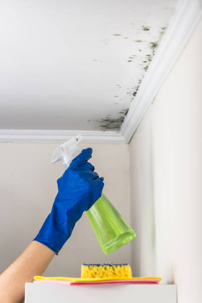Best Affordable Mold Removal  in Pine Mountain Clu, CA
