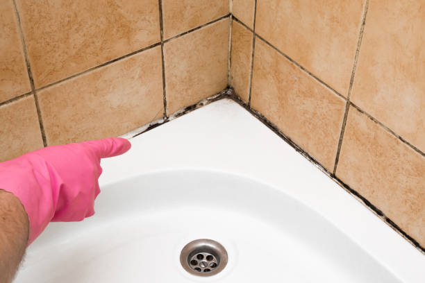 Best Mold Testing  in Pine Mountain Clu, CA