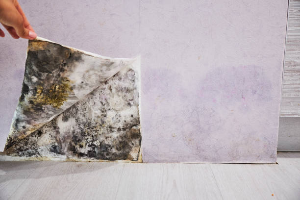 Pine Mountain Clu, CA Mold Removal Pros